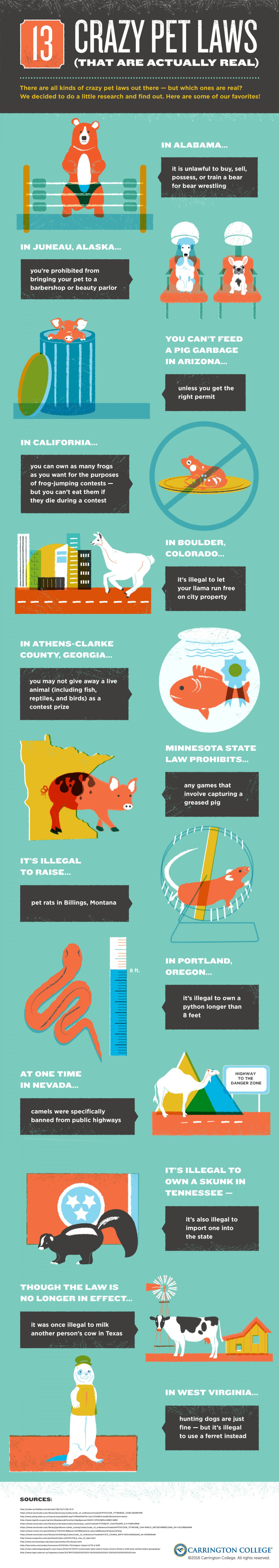 13 Crazy Pet Laws (That Are Actually Real!)  Infographic
