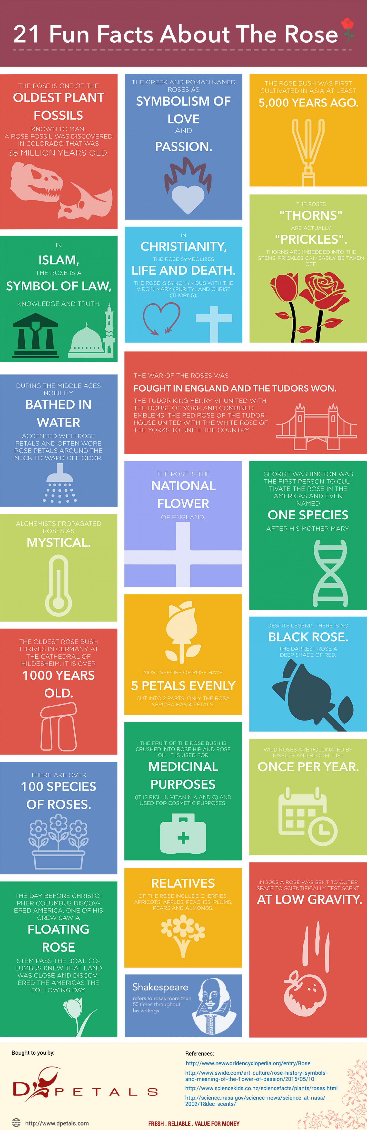21 Fun Facts about the Rose Infographic