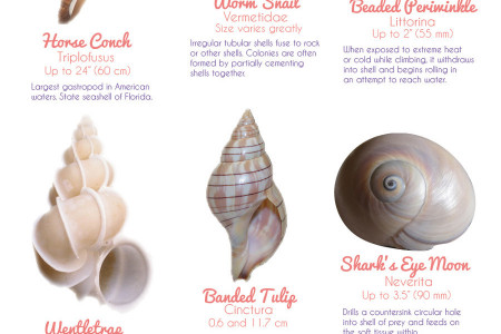 21 Seashells From Around the World Infographic
