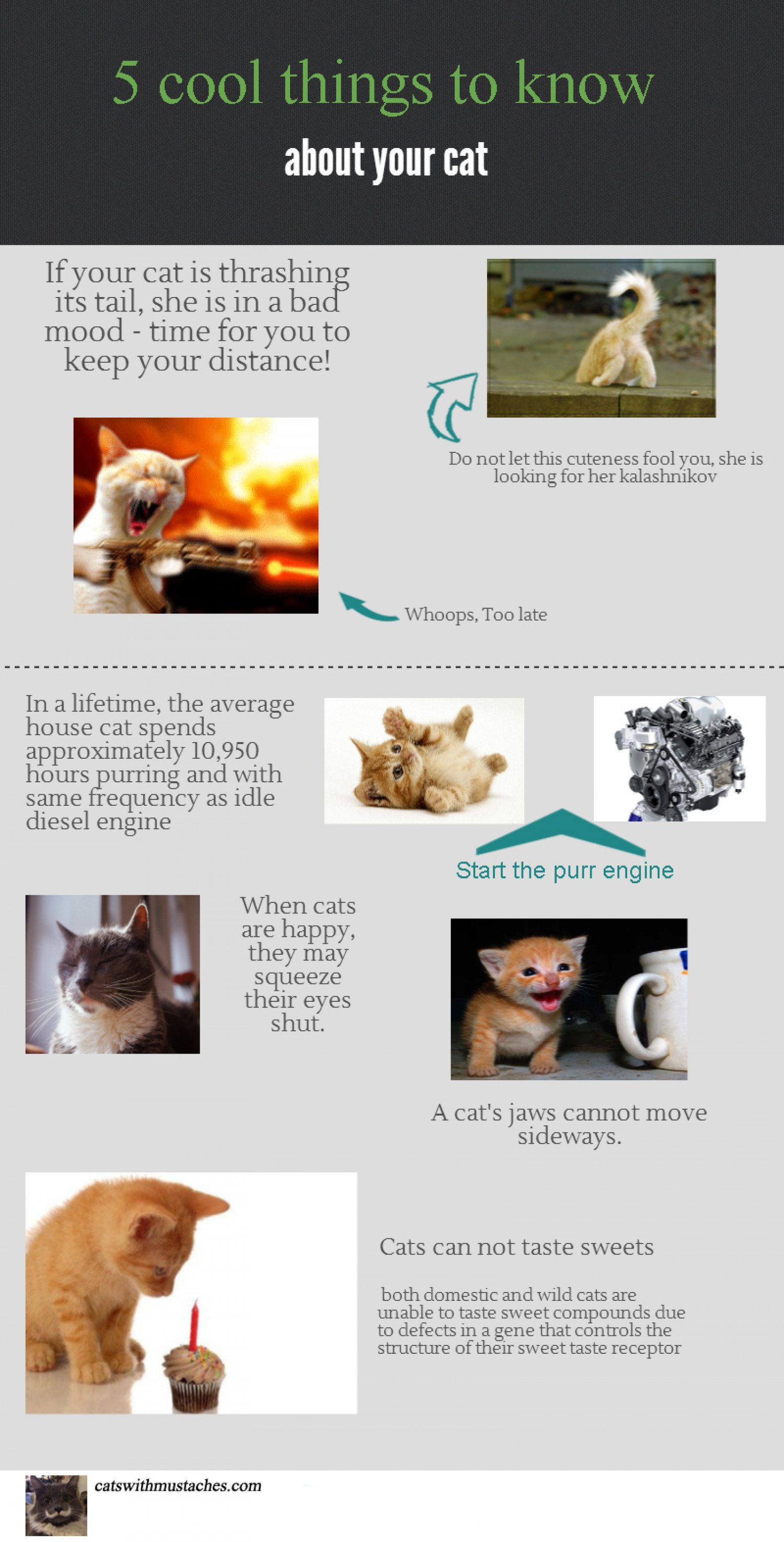 5 cool things to know about your cat Infographic