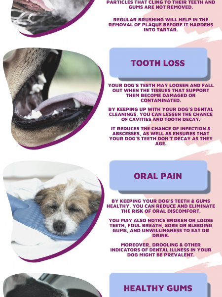 6 Reasons to Bring Your Dog for a Dental Check-up with Expert Vets in Simi Valley Infographic