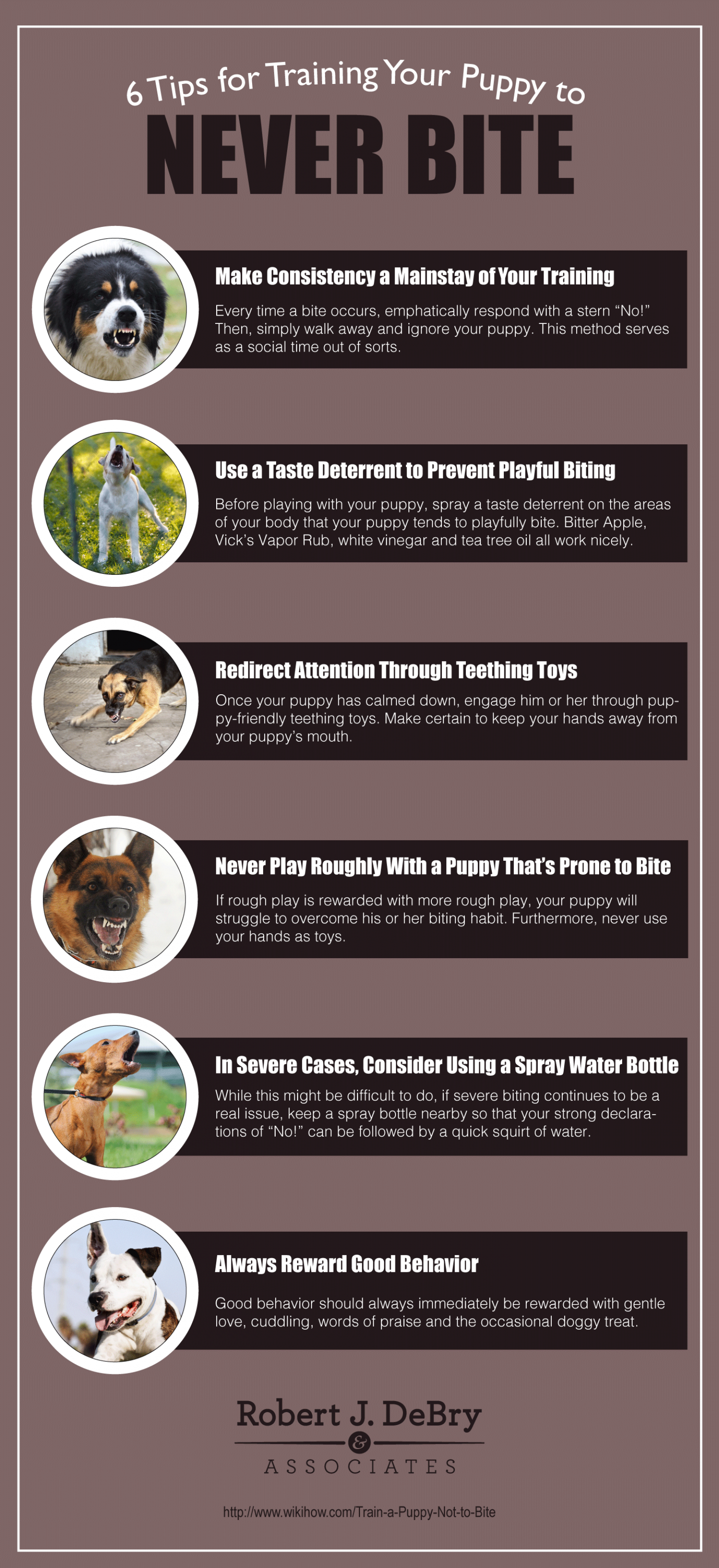 6 Tips for Training Your Puppy to Never Bite Infographic