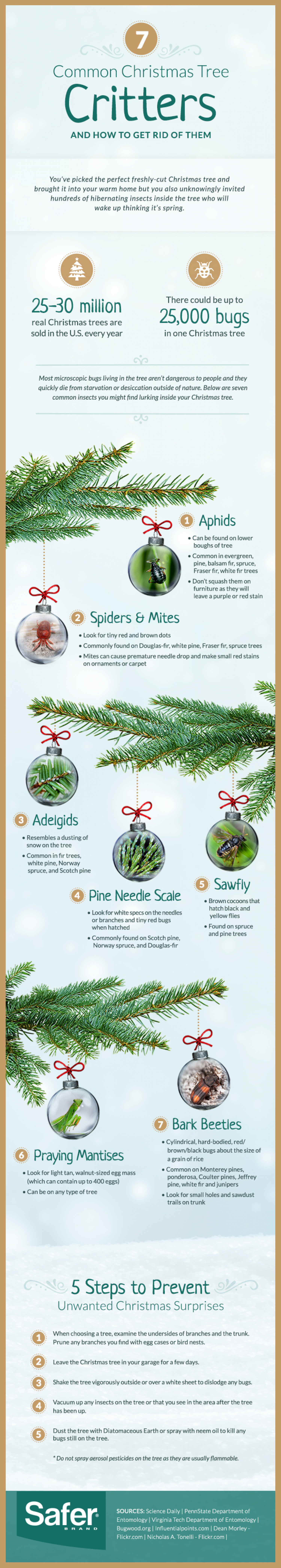 7 Common Christmas Tree Bugs and How to Get Rid of Them Infographic
