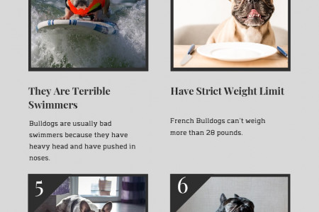 8 Unknown Facts About French Bulldogs Infographic