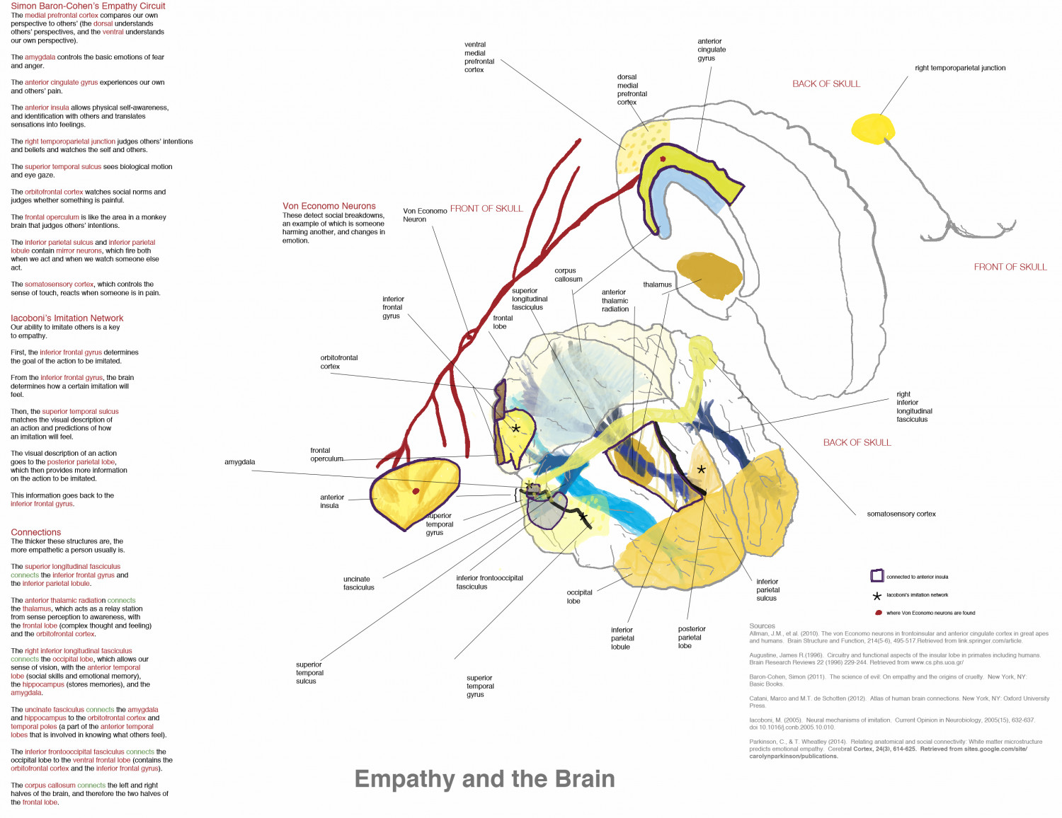 Empathy and the Brain Infographic