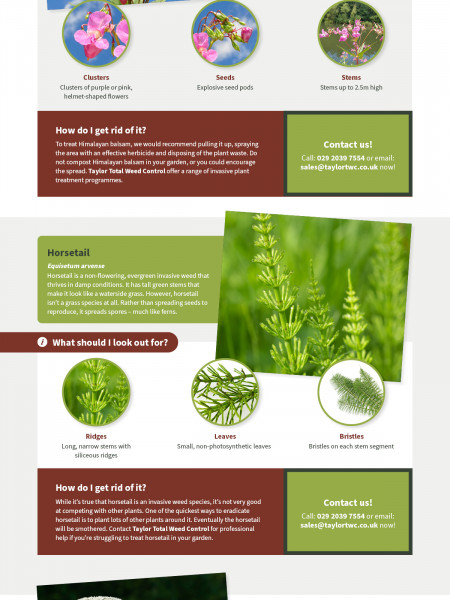 Invasive Weeds You Might Find In Your Garden Infographic