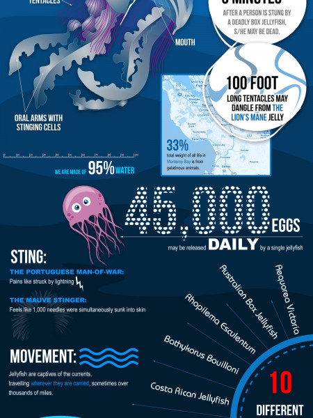 Jellyfish Infographic