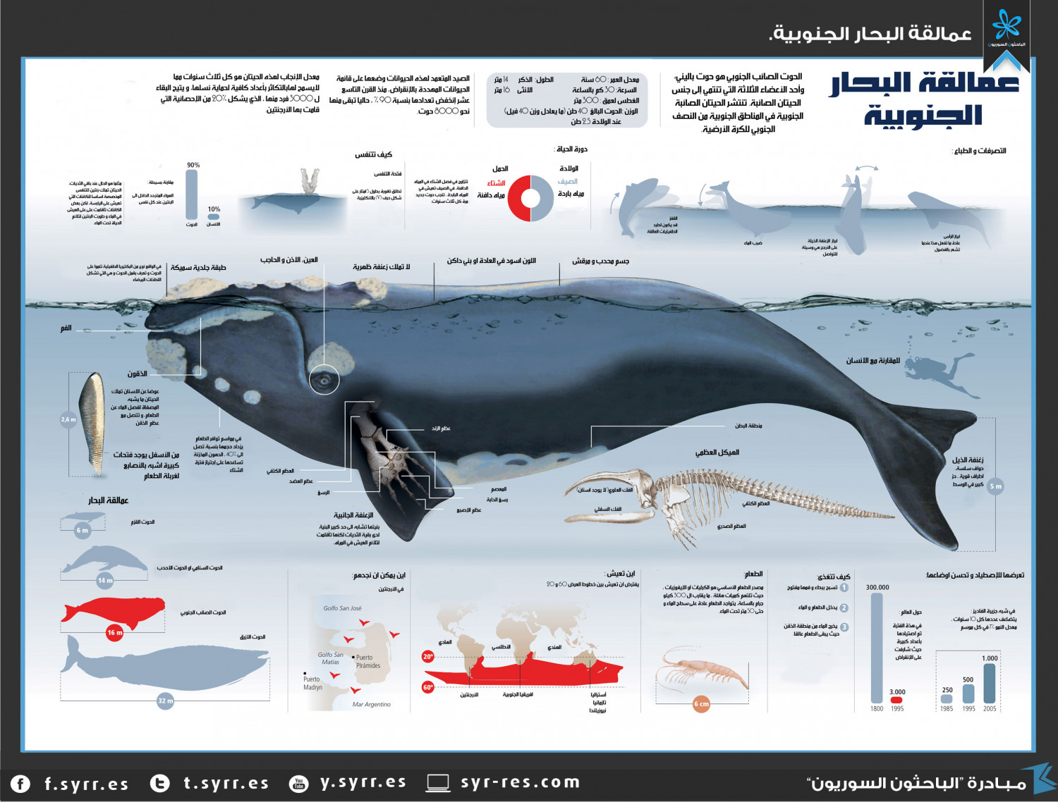 عمالقة البحار الجنوبية Infographic