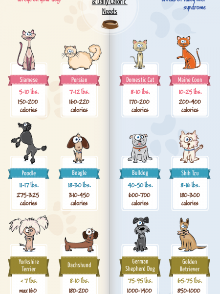 A Healthy Pet is a Safer Pet Infographic