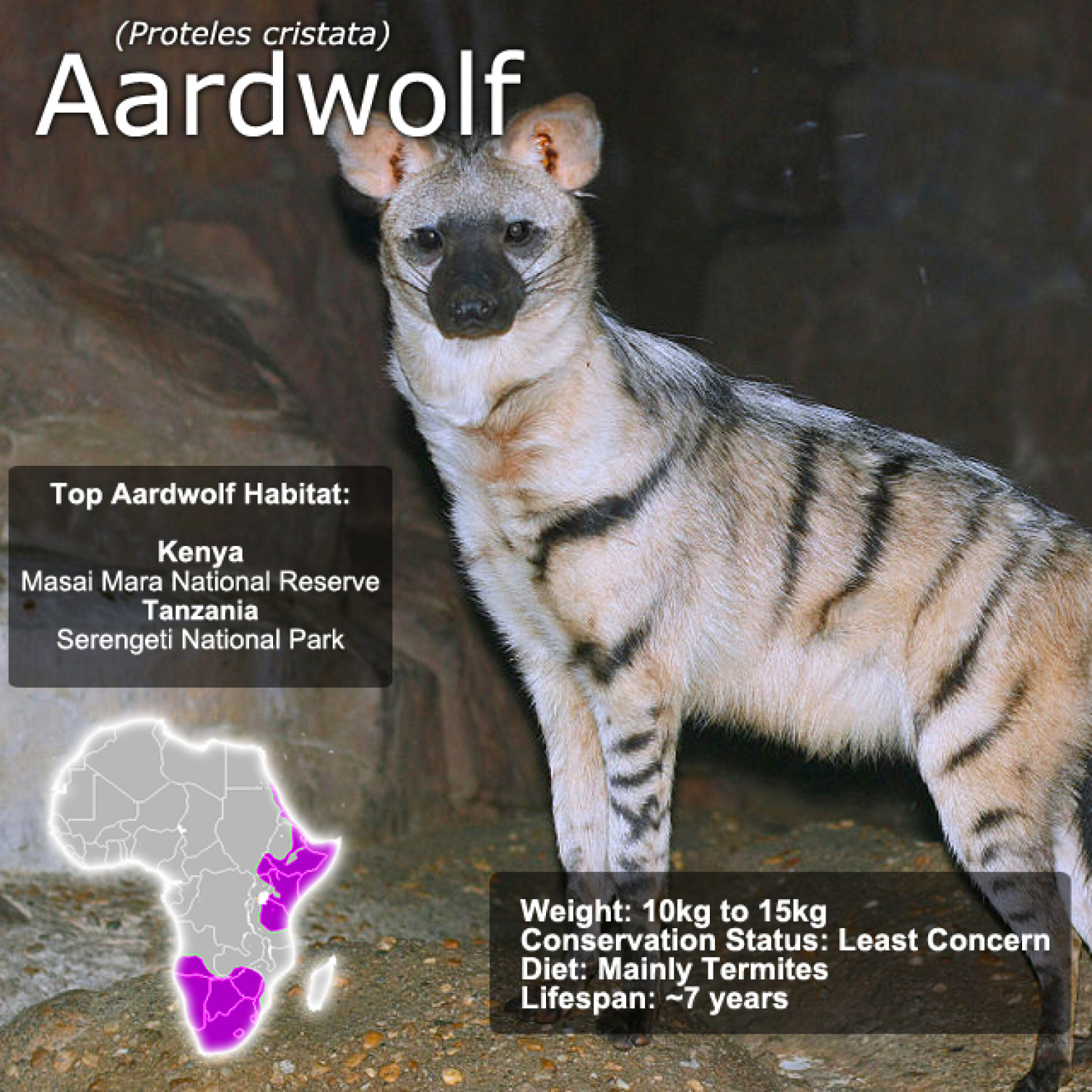 Aardwolf SnapFacts Infographic