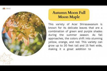 Add the touch of Acer Shirasawanum In Your Garden Area  Infographic
