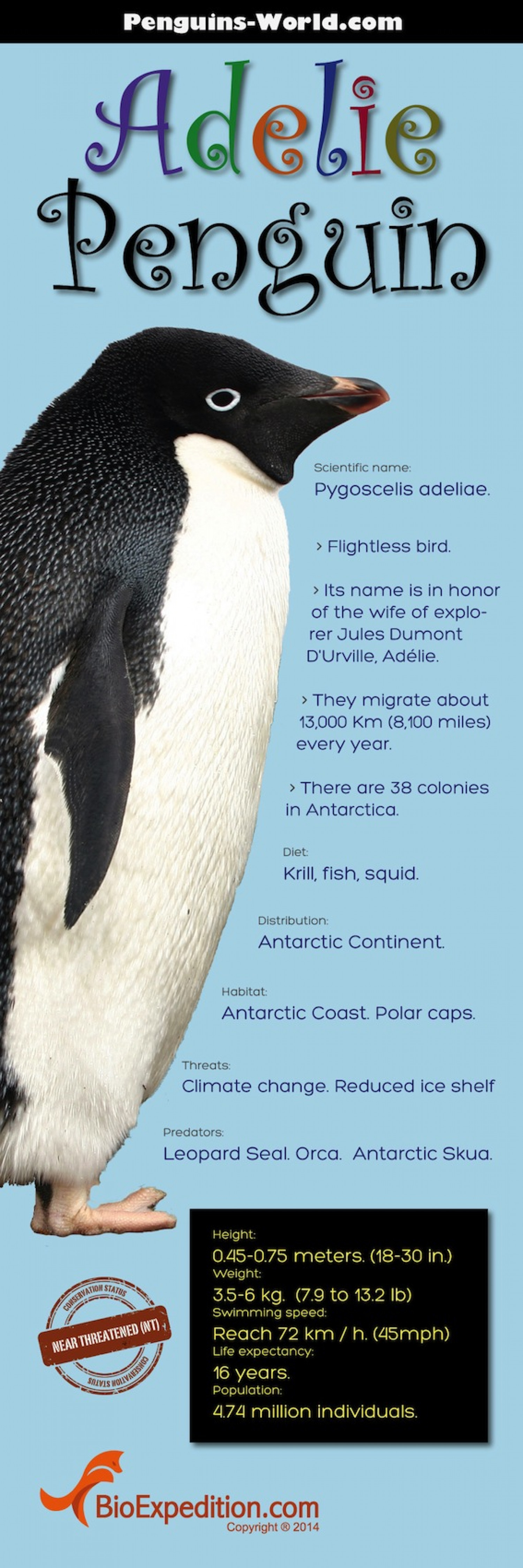 Adelie Penguin Infographic