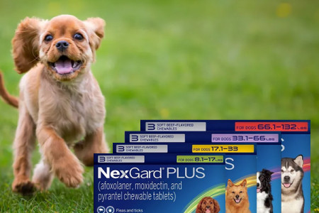 All-in-One Parasite Protector - Nexgard Plus for Dogs!! Infographic