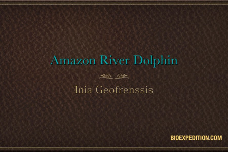 Amazon River Dolphin - Inia Geofrenssis Infographic