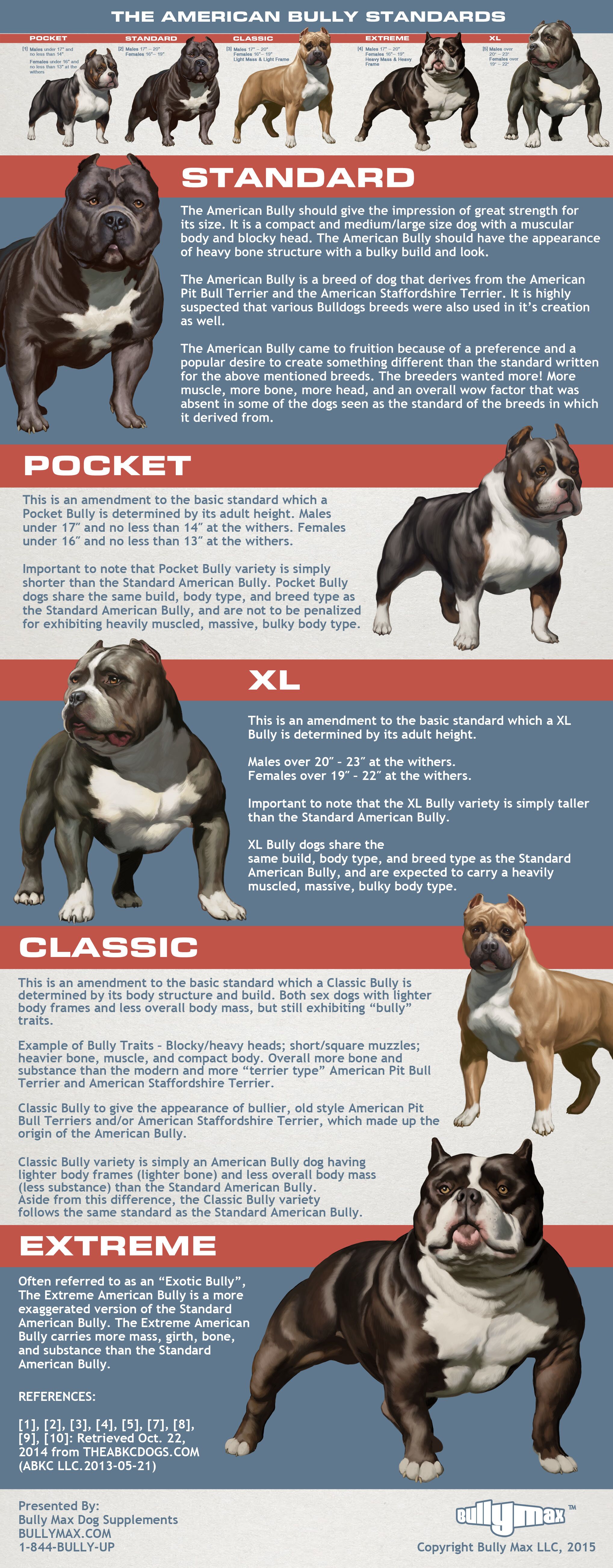 American Bully XL vs XXL: Understanding the differences - American Bully  Lover