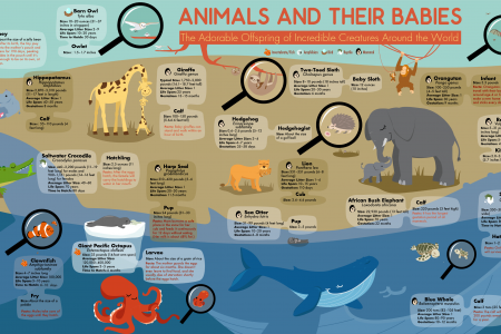 Animals and Their Babies Infographic