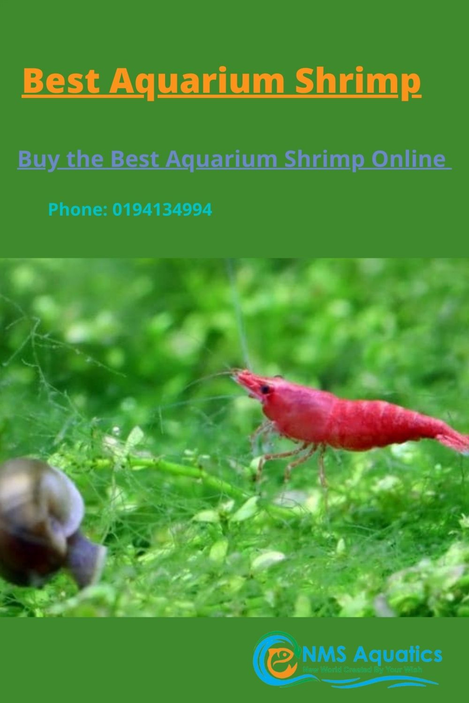 Aquarium Shrimp Infographic
