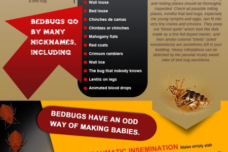 Bed Bugs Infographic