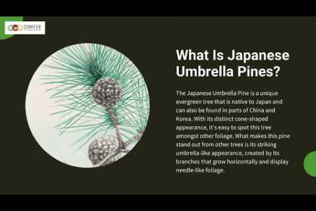 Beneath the Umbrella: A Fascinating Dive into Japanese Umbrella Pines Infographic