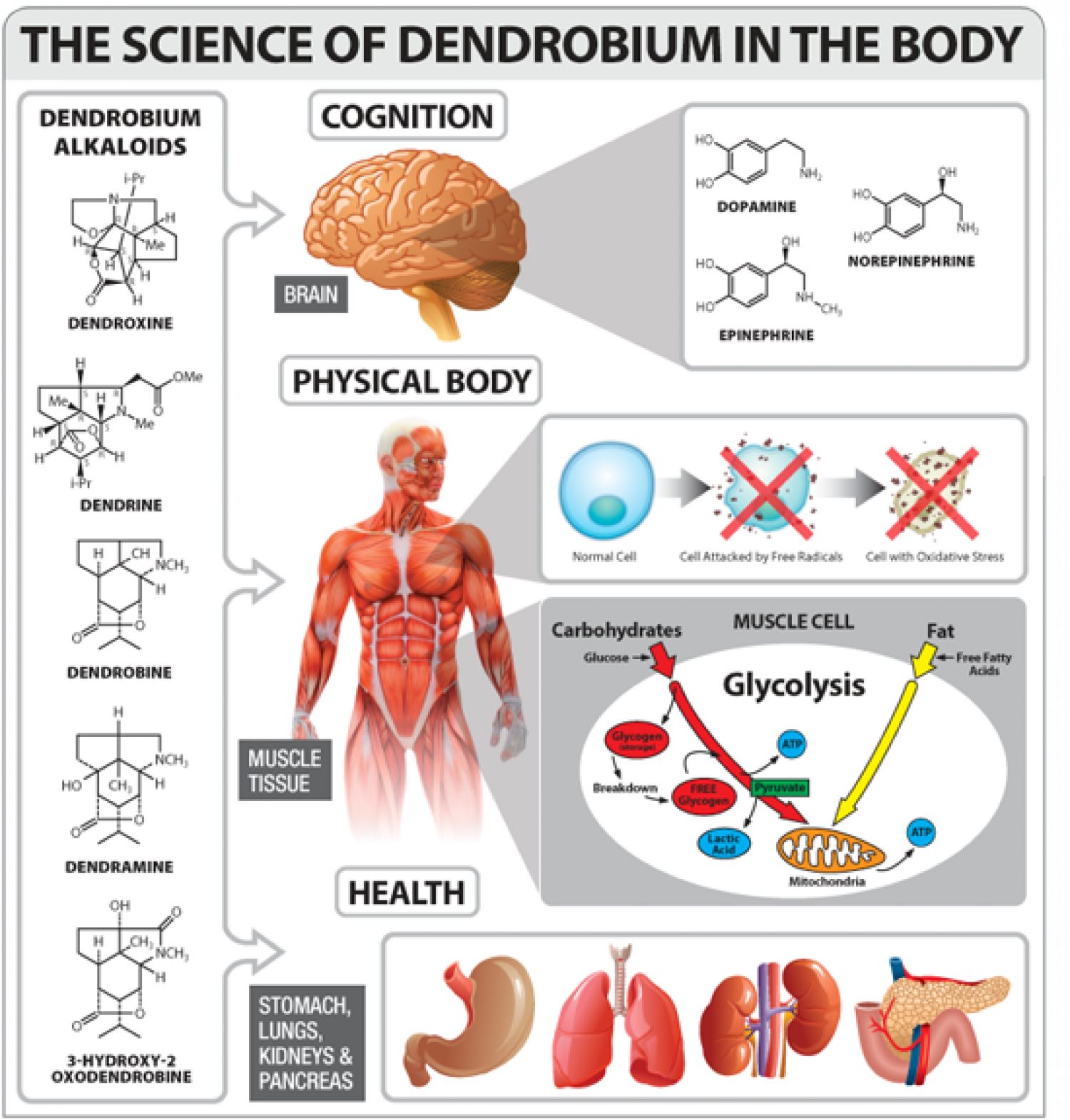 Benefits of Dendrobium for Human Body Infographic