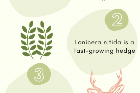 Benefits of Having Lonicera Nitida Infographic