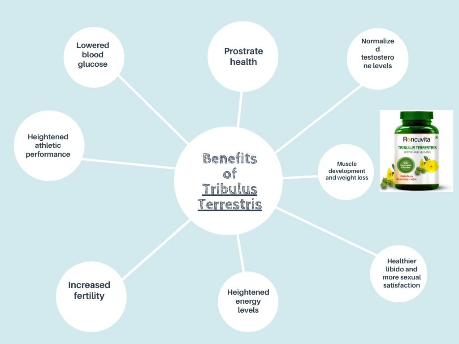 benefits of Tribulus Terrestris Infographic