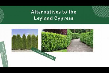 Best Alternatives to Leyland Cypress Trees for Your Garden Infographic