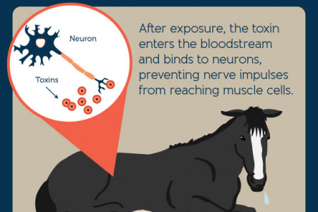 Botulism in Horses  Infographic