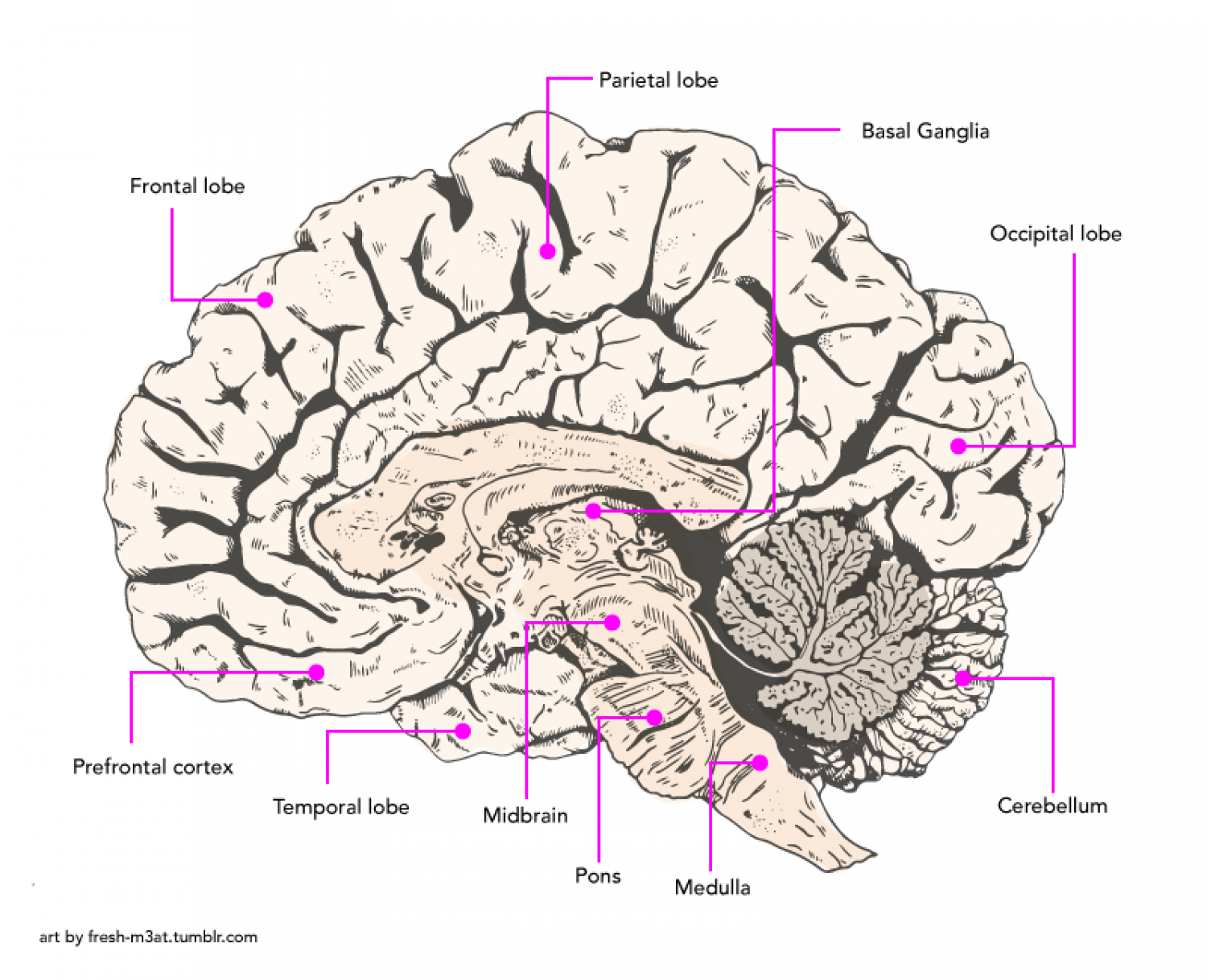 Brain Infographic