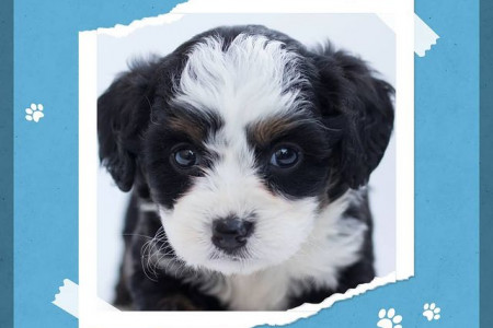 Buy Healthy and Purebreed Puppies from Responsible Breeder in Jaipur- Mr N Mrs Pet Infographic