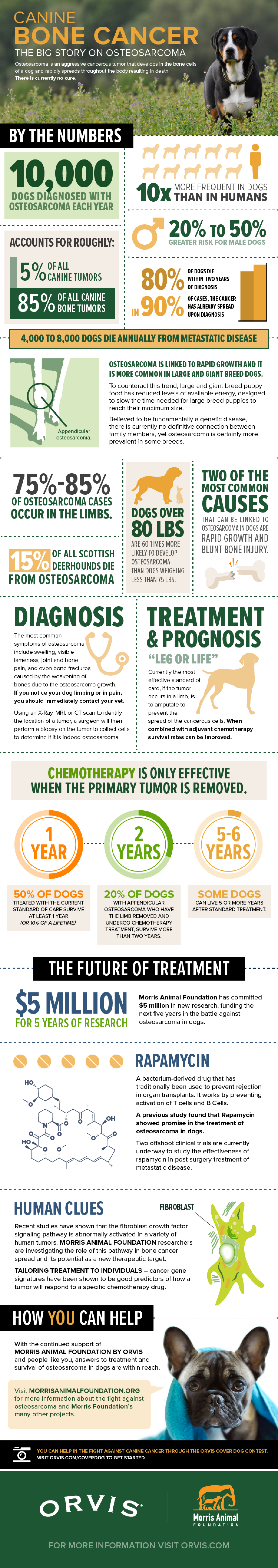 CANINE BONE CANCER: THE BIG STORY ON OSTEOSARCOMA Infographic