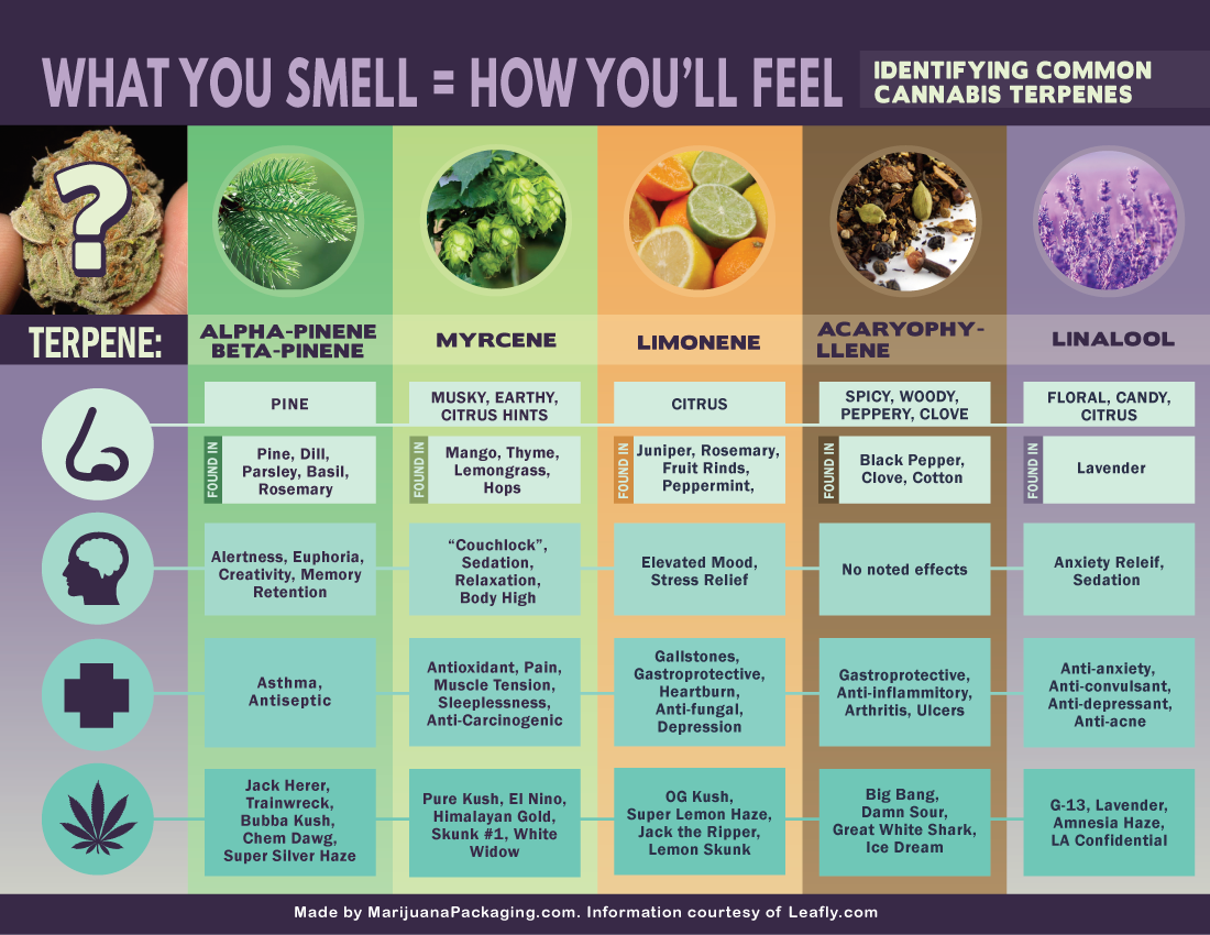 Cannabis Terpenes- What you smell is how you'll feel | Visual.ly