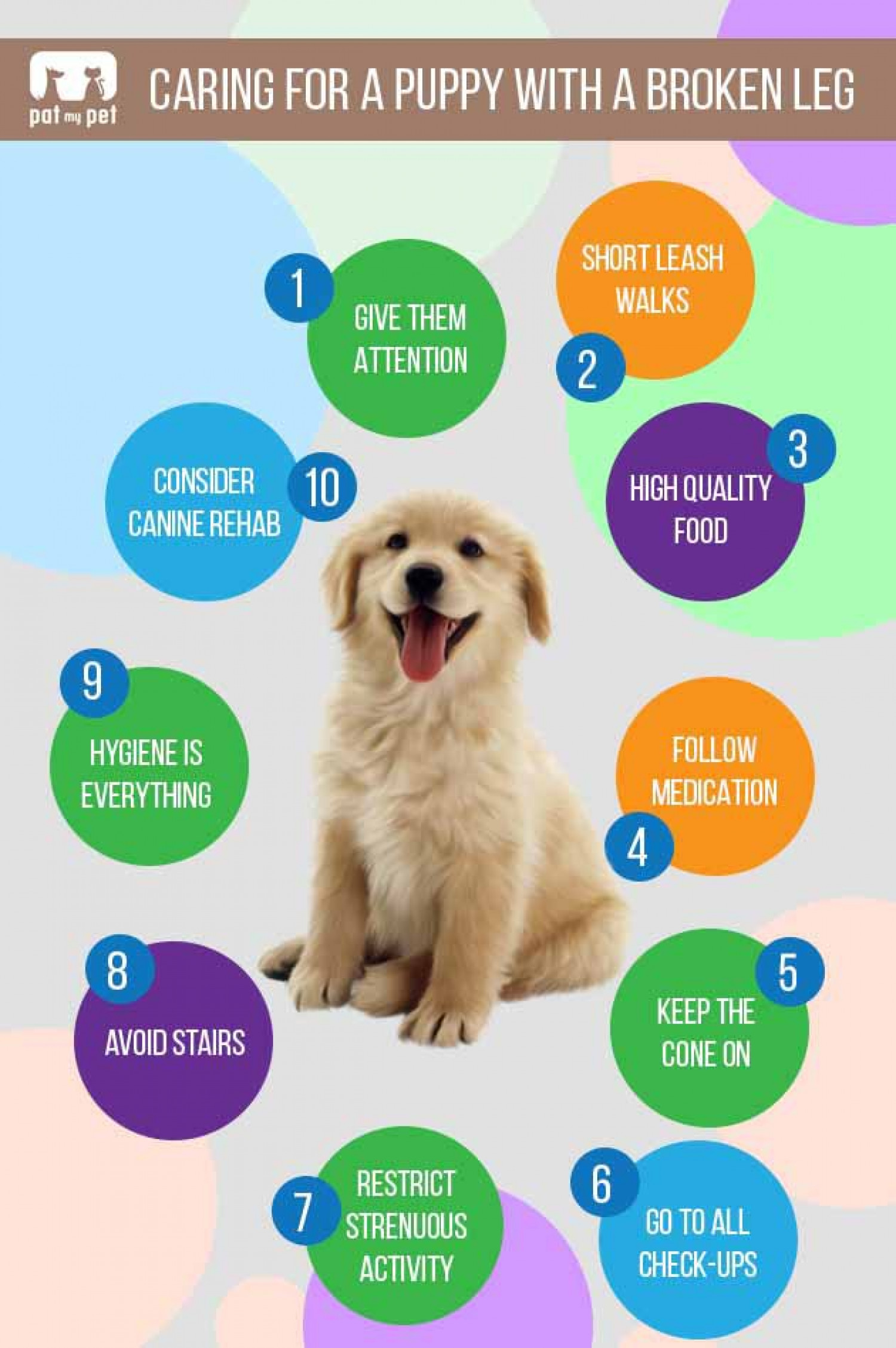 Caring For A Puppy With A Broken Leg Infographic