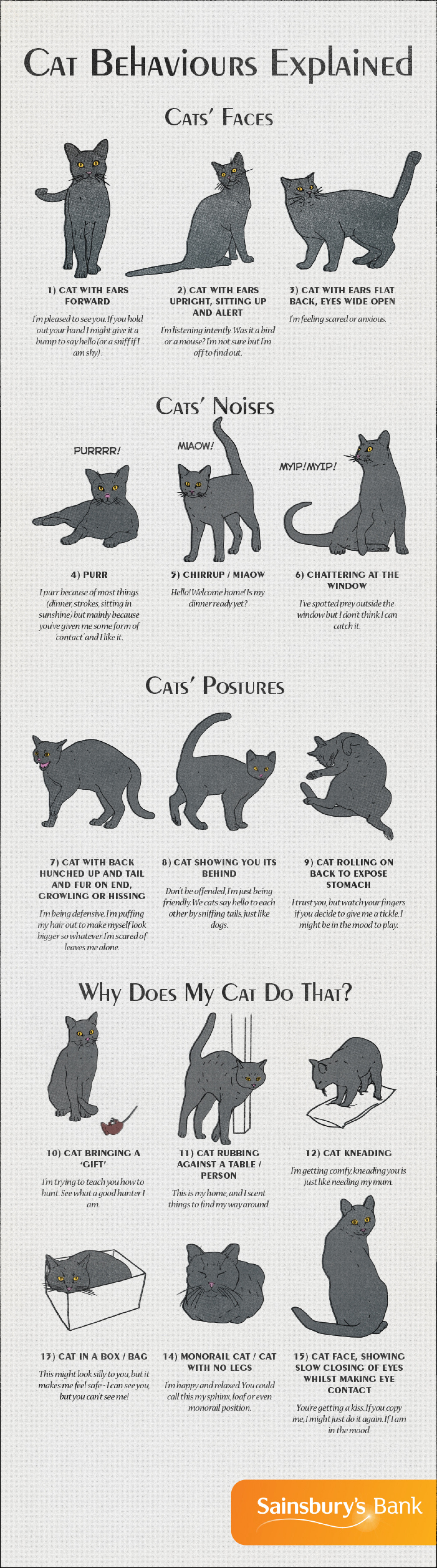 Cat Behaviours Explained Infographic