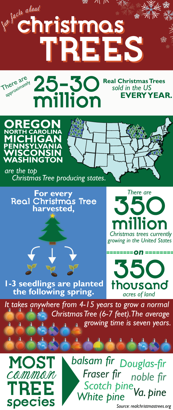 Christmas Trees in the US Infographic