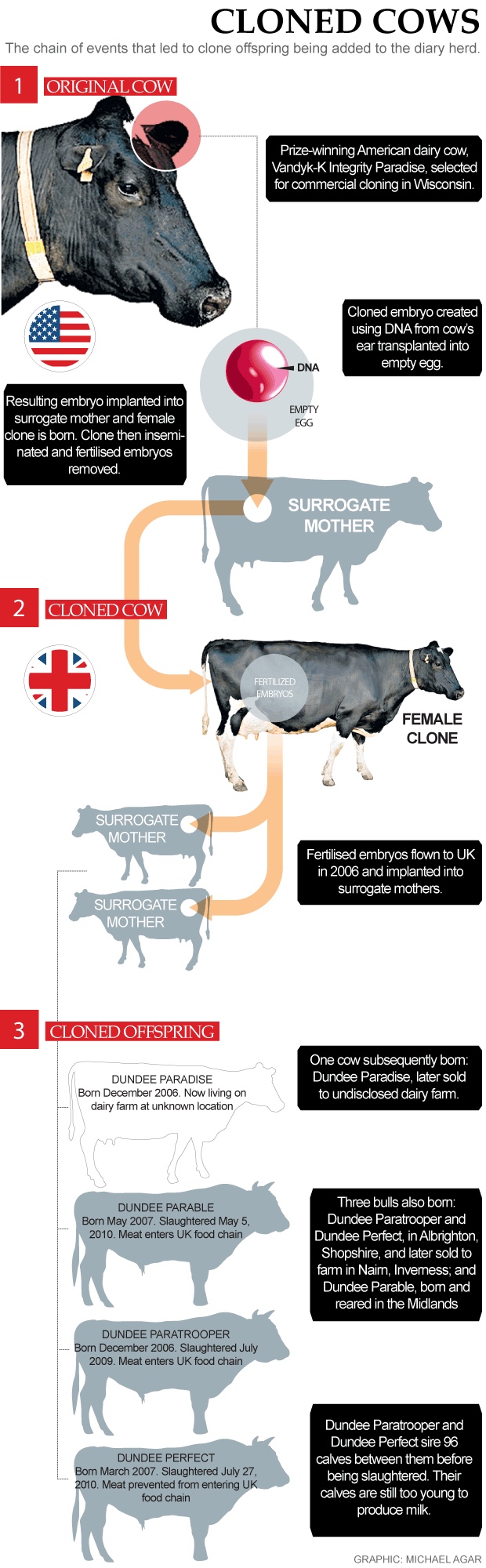 Cloned Cows Infographic