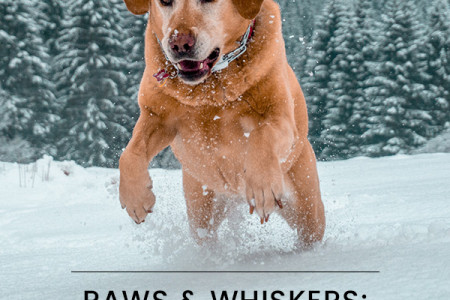 Common Winter Illnesses in Pets You Should Know! Infographic