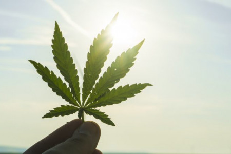 Como entrar a la industria de cannabis Infographic