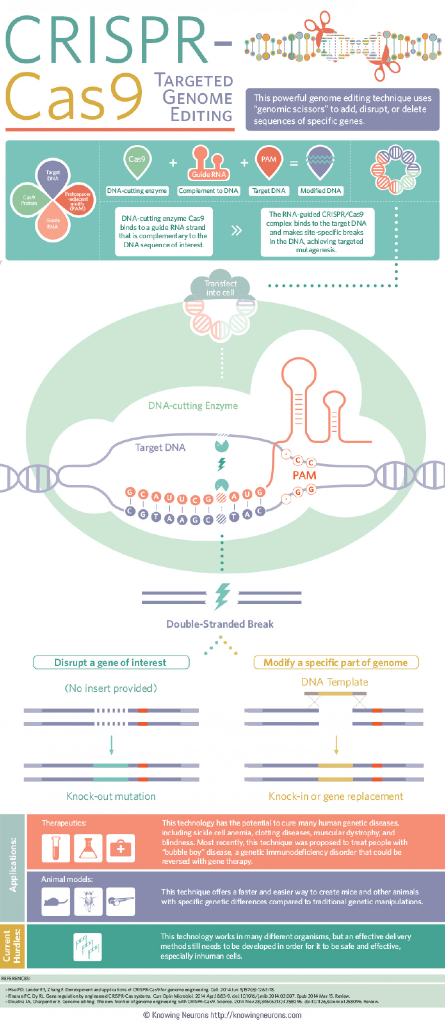 CRISPR-Cas9: Targeted Genome Editing Infographic