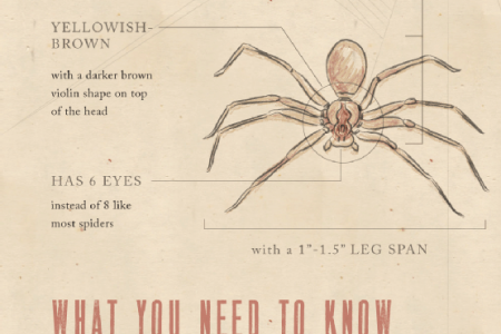 Dangerous Spiders in North America Infographic