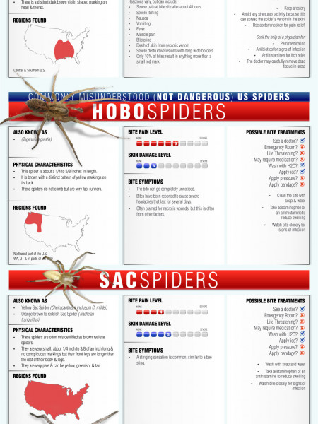 Dangerous U.S. Spider Bites Guide  Infographic