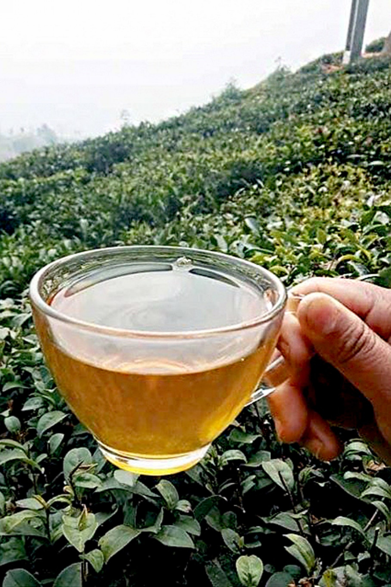 Darjeeling Tea Estate for Chai Enthusiasts - Vogue India Infographic