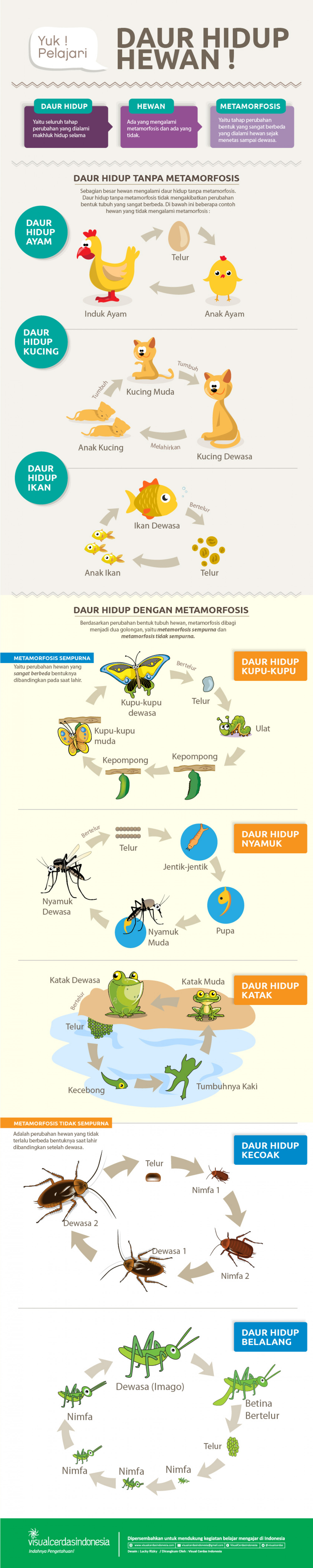 Daur Hidup Hewan Infographic