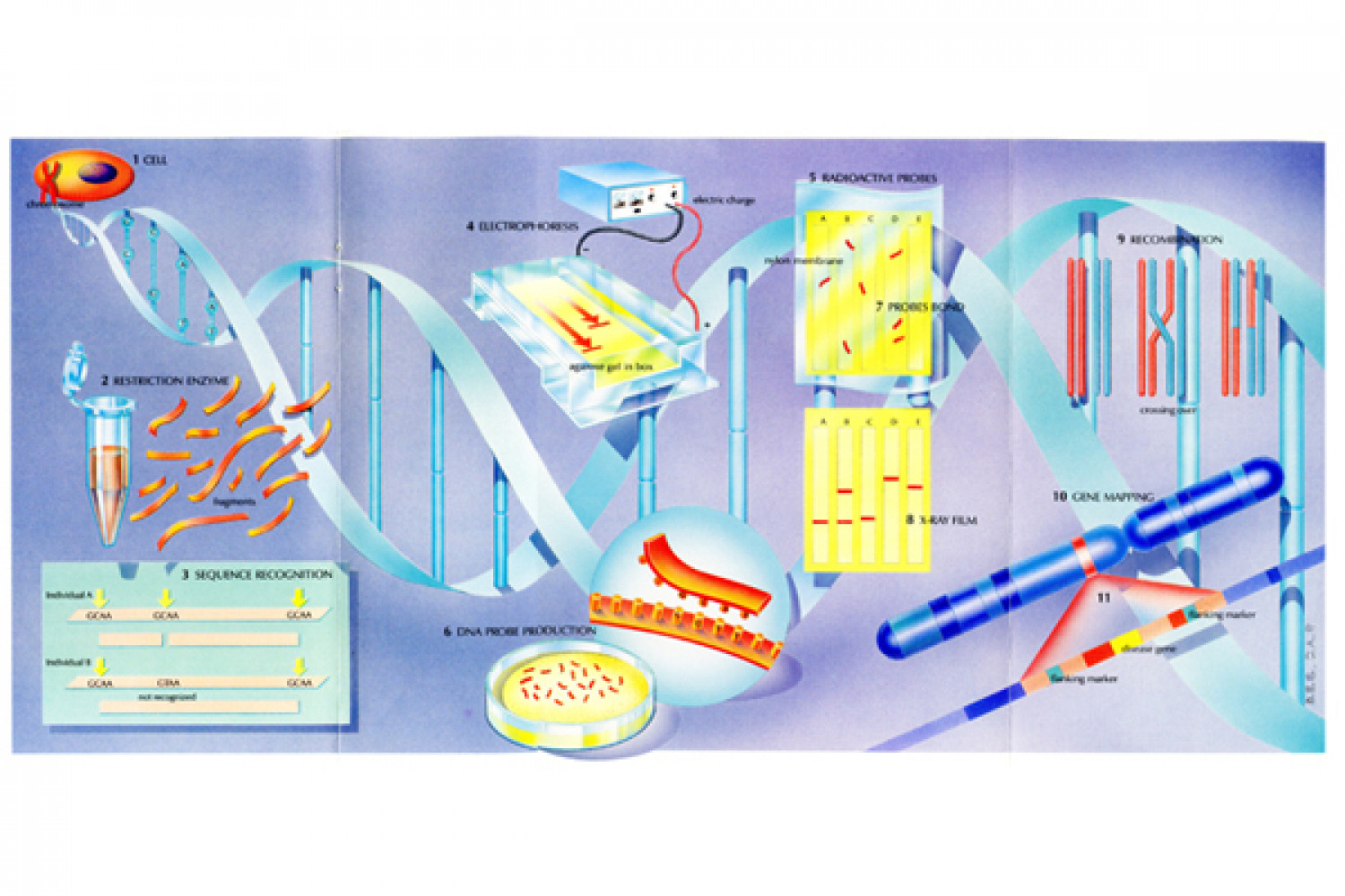 DNA Testing Infographic