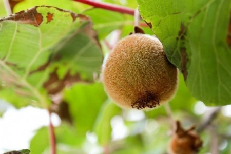 Do Kiwis Grow On Trees? Fact & Care About Kiwis Infographic