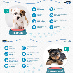what breeds of dogs bark the most