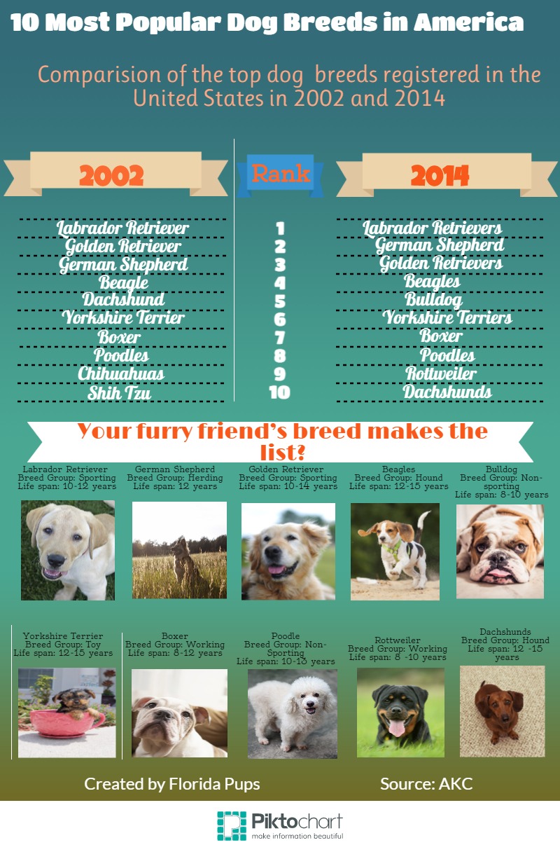 Dog breeds 10 most popular dog breeds in America Visual.ly