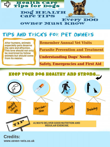 Dog Health Care Tips Infographic