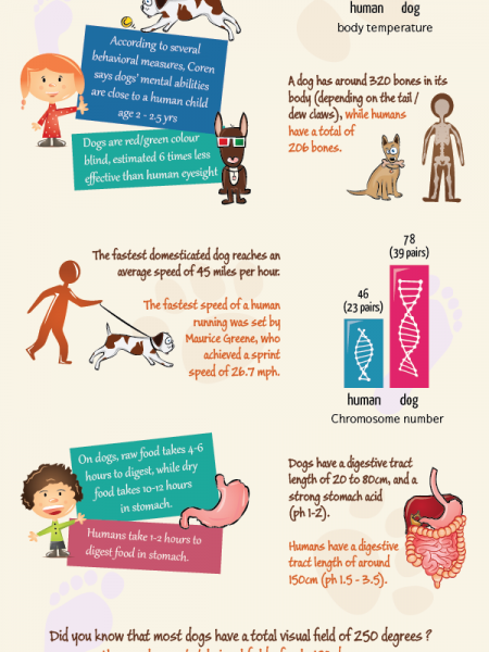 Dogs vs Human Anatomy Facts Infographic