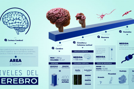 Escalas del Cerebro Infographic